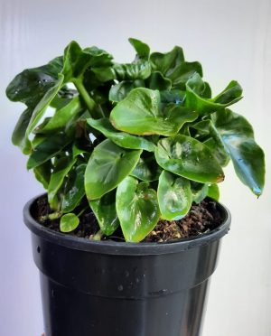 Philodendron Atom 14cm