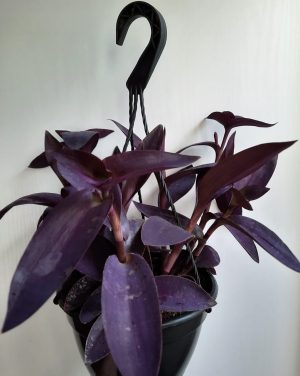 Tradescantia Pallida Purple 20cm Hanging Basket