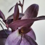 Tradescantia Pallida Purple 20cm Hanging Basket