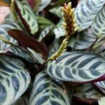 WhatsApp-Image-2020-11-14-at-08.20.05-3.jpeg Calathea Burle Marx 23cm Pot