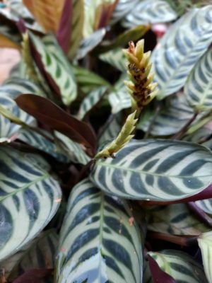 WhatsApp-Image-2020-11-14-at-08.20.05-3.jpeg Calathea Burle Marx 23cm Pot