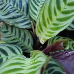 WhatsApp-Image-2020-11-14-at-08.20.05-4.jpeg Calathea Burle Marx 23cm Pot