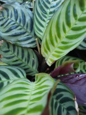 WhatsApp-Image-2020-11-14-at-08.20.05-4.jpeg Calathea Burle Marx 23cm Pot