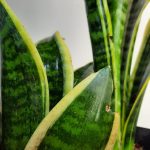 Snake Plant Hanii 15cm Pot