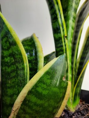 Snake Plant Hanii 15cm Pot