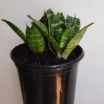 Snake Plant Dwarf 20cm Pot