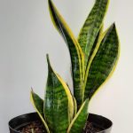 Snake Plant Hanii 15cm Pot