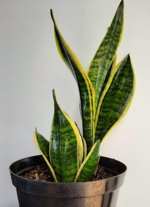 Snake Plant Hanii 15cm Pot