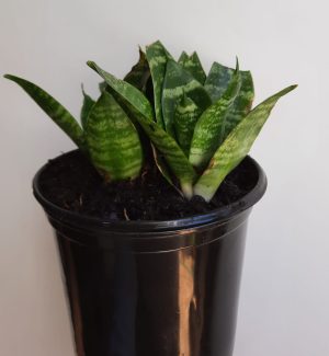 Snake Plant Dwarf 20cm Pot