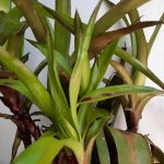 Bromeliad Pink 20cm Pot
