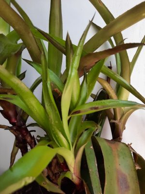 Bromeliad Pink 20cm Pot