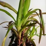 Bromeliad Pink 20cm Pot