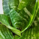 Snake Plant Dwarf 20cm Pot