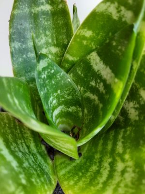 Snake Plant Dwarf 20cm Pot