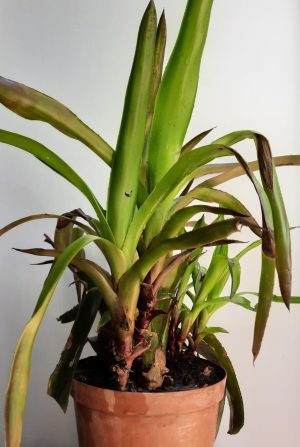 Bromeliad Pink 20cm Pot