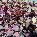 Alternanthera Purple Prince 6 Pack