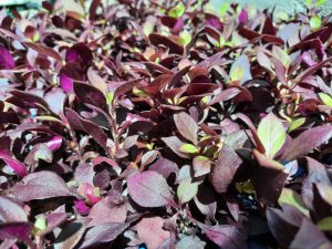 Alternanthera Purple Prince 6 Pack