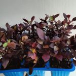 Alternanthera Purple Prince 6 Pack
