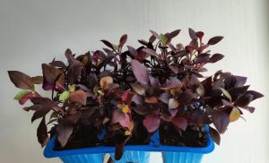 Alternanthera Purple Prince 6 Pack