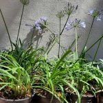 Agapantha Mini Blue 12cm Pot