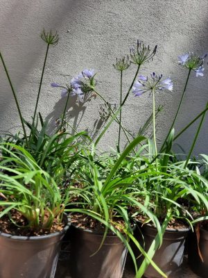 Agapantha Mini Blue 12cm Pot