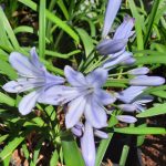 Agapantha Mini Blue 12cm Pot