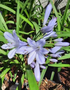 Agapantha Mini Blue 12cm Pot