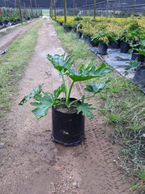 Philodendron Selloum 20lt