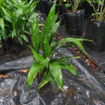 Aspidistra Elatior Spotted 25cm Pot