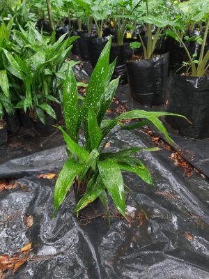 Aspidistra Elatior Spotted 25cm Pot