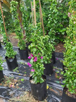 Bougainvillea Deep Purple 20lt