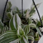 Tradescantia Albiflora Albovit Hanging Basket 20cm