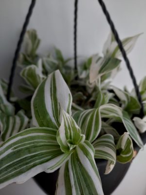 Tradescantia Albiflora Albovit Hanging Basket 20cm