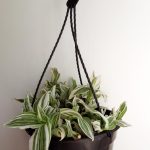 Tradescantia Albiflora Albovit Hanging Basket 20cm