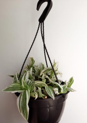 Tradescantia Albiflora Albovit Hanging Basket 20cm
