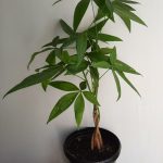 Money Tree 15cm Pot