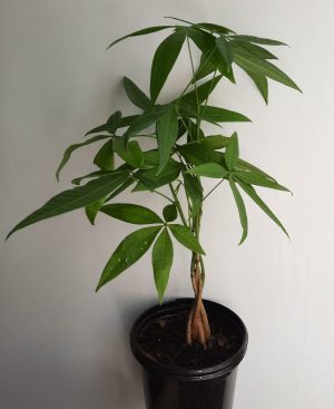 Money Tree 15cm Pot