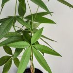 Money Tree 15cm Pot