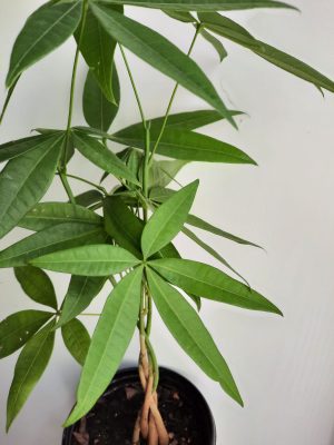 Money Tree 15cm Pot