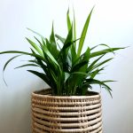 Areca Palm 15cm Pot (Bamboo Palm)