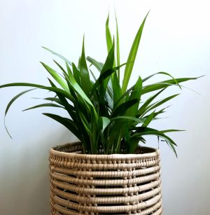 Areca Palm 15cm Pot (Bamboo Palm)