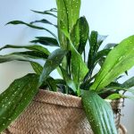Aspidistra Elatior Spotted 25cm Pot