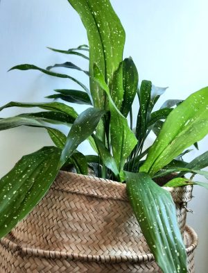 Aspidistra Elatior Spotted 25cm Pot
