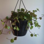 Senecio Mikanioides 21cm Hanging Basket