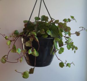 Senecio Mikanioides 21cm Hanging Basket