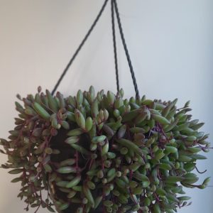 Senecio Herreianus Purple Flush 21cm Hanging Basket
