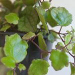 Senecio Mikanioides 21cm Hanging Basket