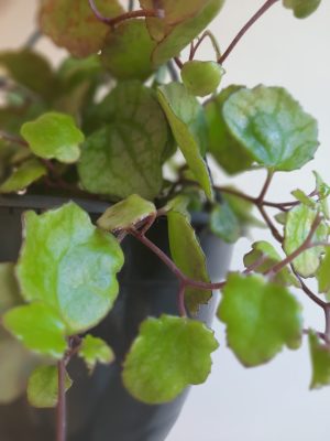 Senecio Mikanioides 21cm Hanging Basket