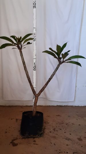 Frangipani Tree Pink 10lt