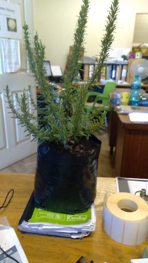 Rosemary White Flower 4lt